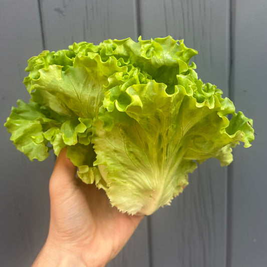 Summer Crisp Lettuce