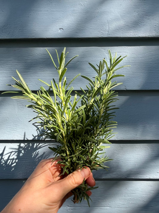 Rosemary