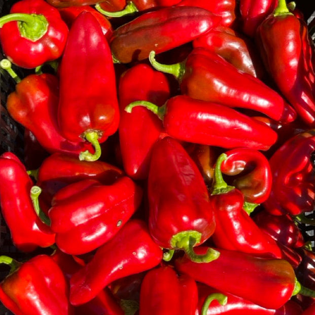 Italian roasting peppers by the pound