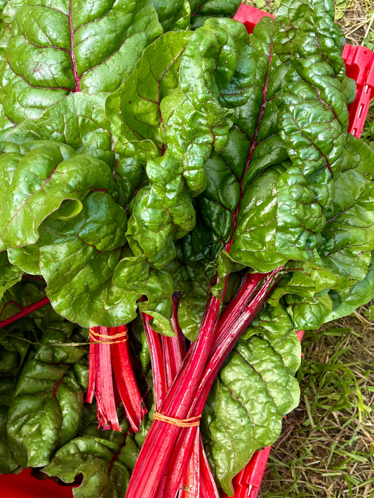 Swiss Chard