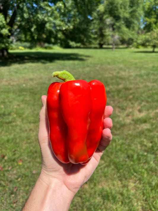 Red Bell Peppers