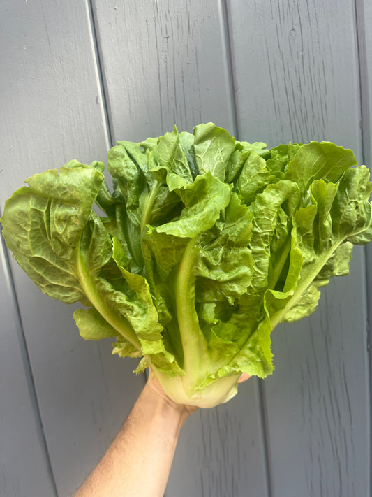 Escarole