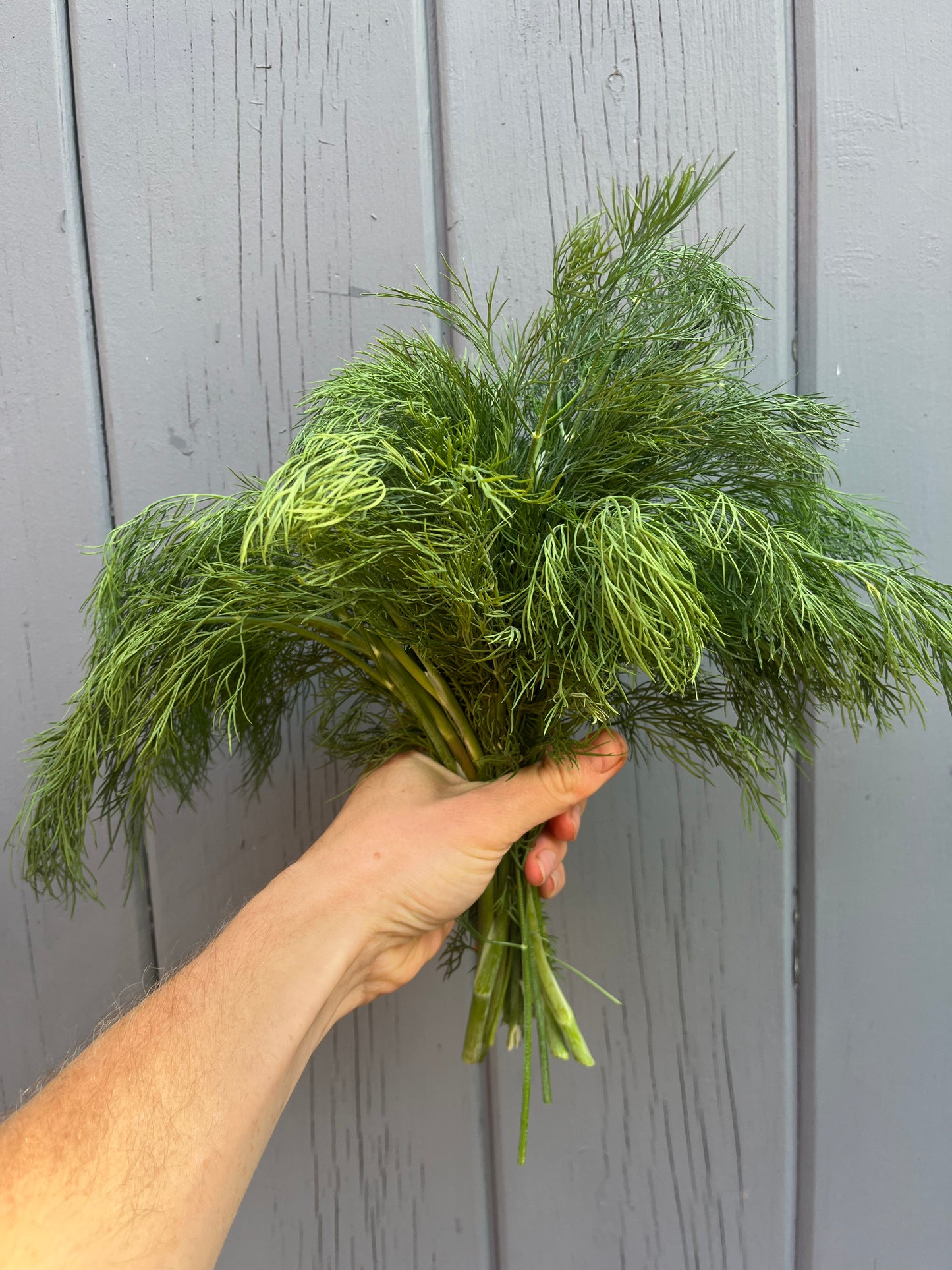 Dill