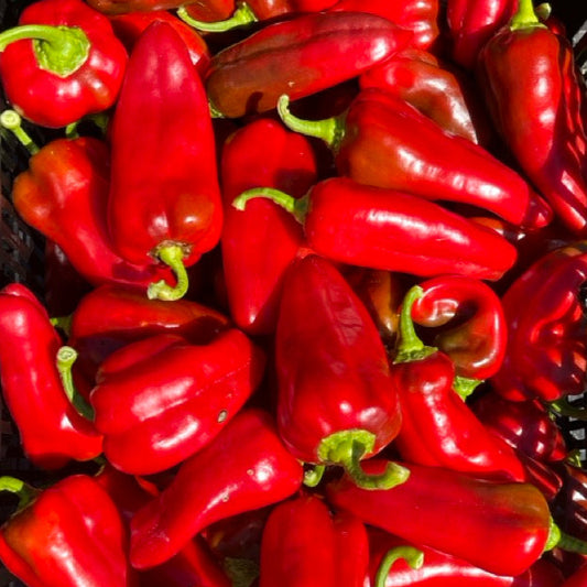 Italian roasting peppers by the pound