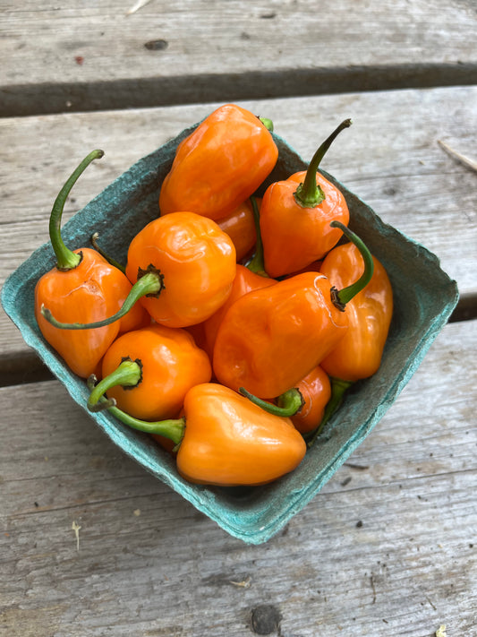 Habanero pepper pint