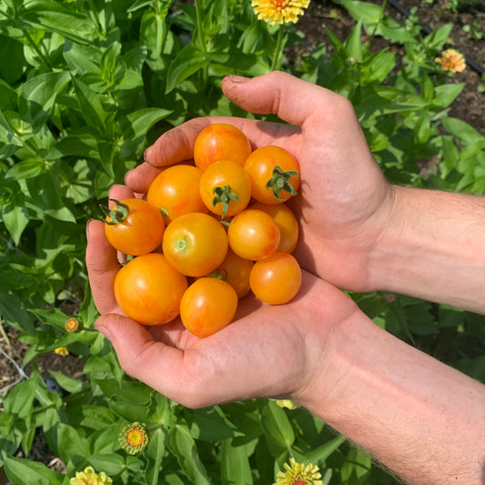 Cherry Tomato