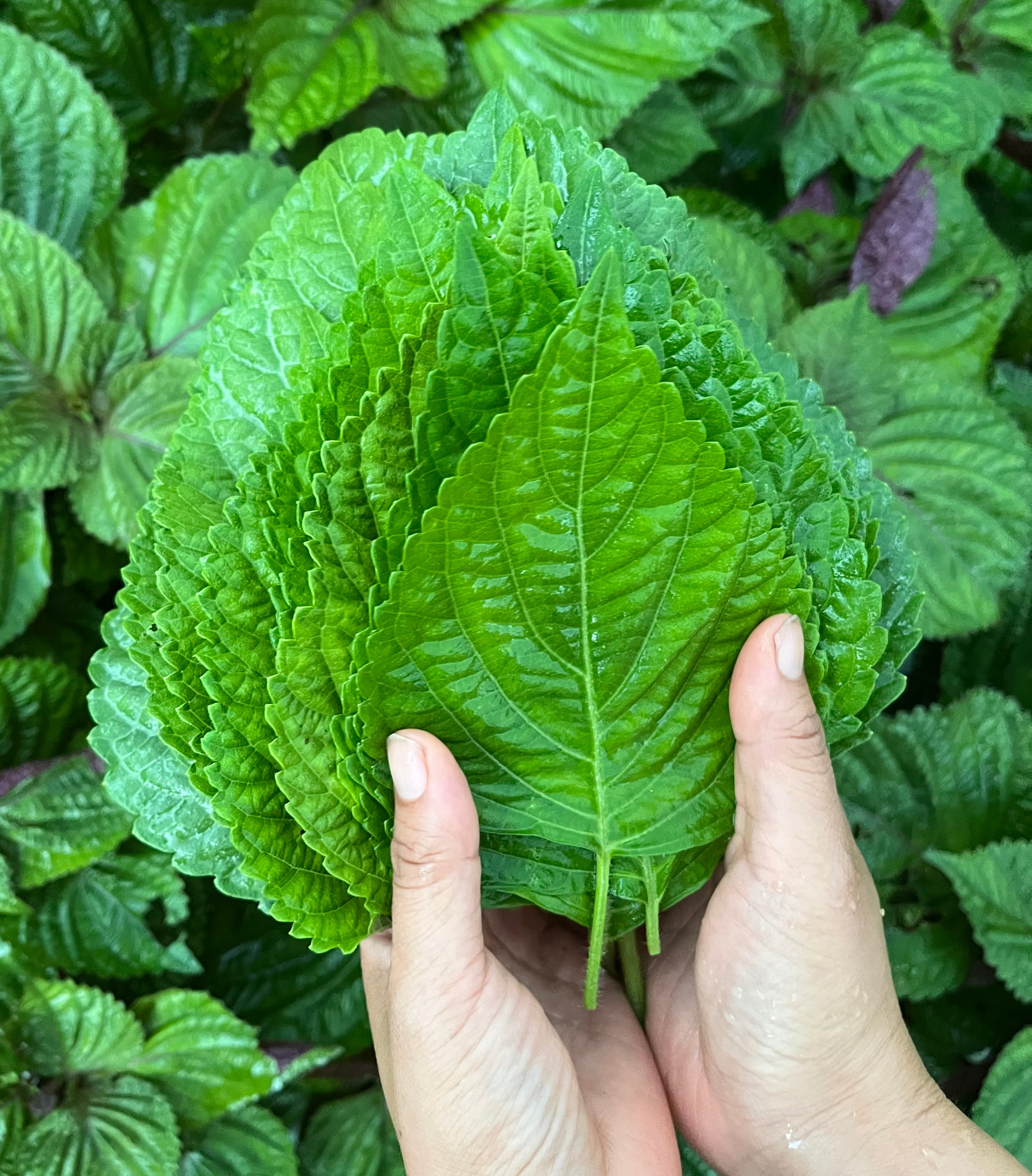 Perilla – Vernon Street Farm