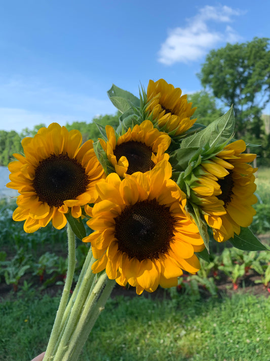 Sunflowers